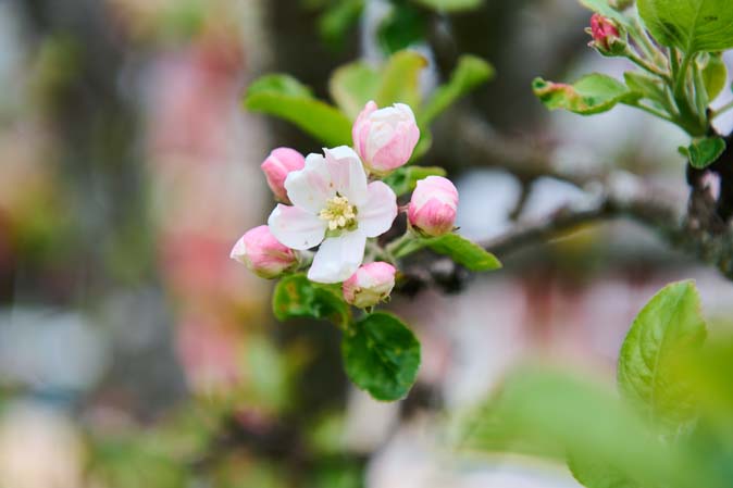 Un bellissimo melo in fiore al Das Hotel Eden nella regione di Seefeld