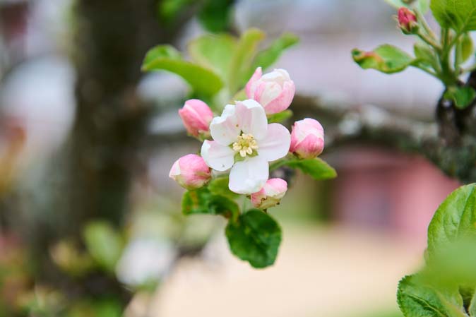 Apple tree blossoms at The Hotel Eden Seefeld in Tyrol Seefeld