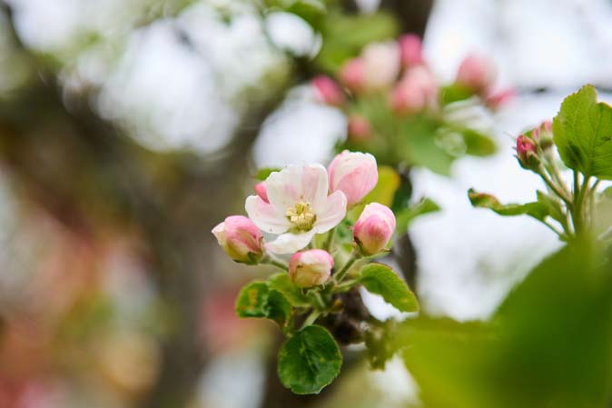 Apfelbaumblüten im Das Hotel Eden Seefeld in Tirol