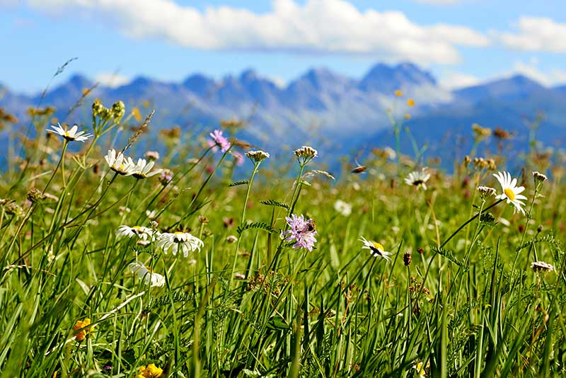 bellissimo, grande prato nella regione di Seefeld, vicino al Das Hotel Eden