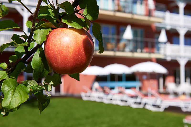 Apfel im Naturgarten im Das Hotel Eden in Seefeld in Tirol