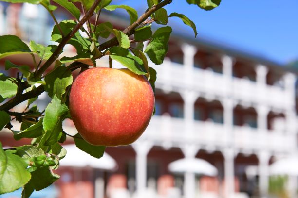 Apfel hängt am Baum