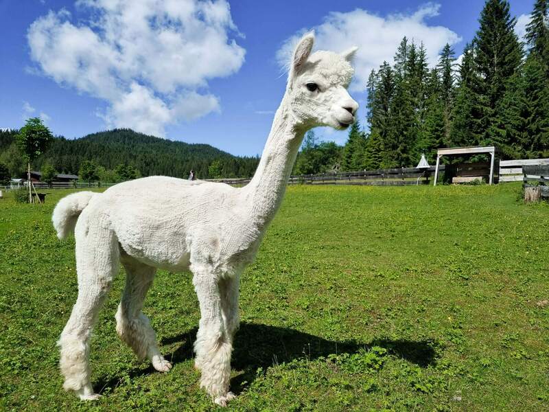 Escursione con gli alpaca a Seefeld