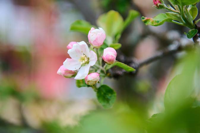 Apple tree at The Hotel EdenCherry tree at The Hotel Eden Seefeld in Tyrol